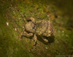 Tychreus sellatus