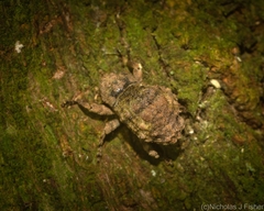 Tychreus sellatus