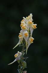 Linaria angustissima