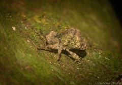 Tychreus sellatus