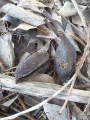 Brachychiton populneus populneus