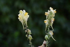Linaria angustissima