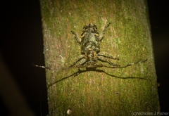 Pentacosmia conferta