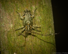 Pentacosmia conferta