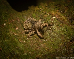 Tychreus sellatus