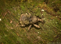Tychreus sellatus