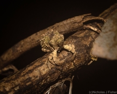 Tychreus sellatus