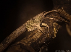 Tychreus sellatus