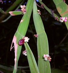 Muehlenbeckia platyclada