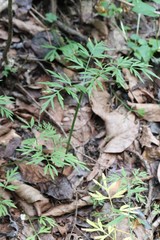 Ostericum maximowiczii