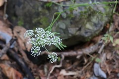 Ostericum maximowiczii