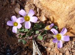 Oxalis punctata