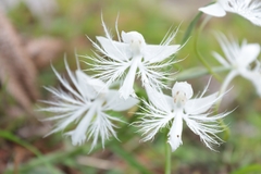 Habenaria trichosantha