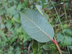 Salix kazbekensis