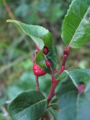 Salix kazbekensis