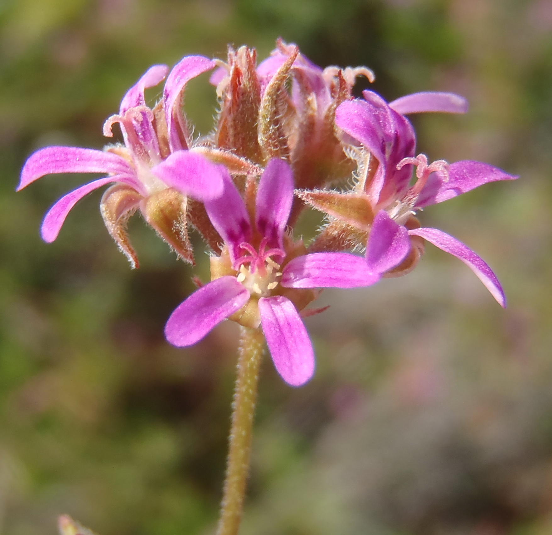 Pelargonium grossularioides