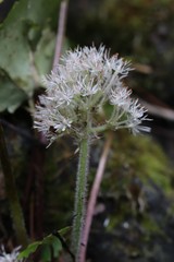 Micranthes manchuriensis