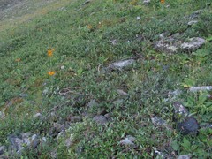 Salix kazbekensis