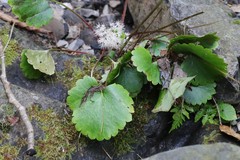 Micranthes manchuriensis