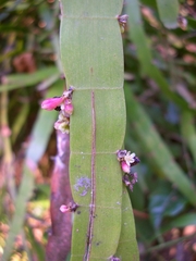 Muehlenbeckia platyclada