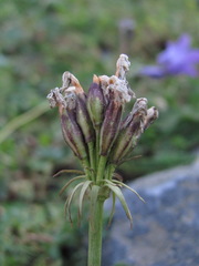Primula auriculata