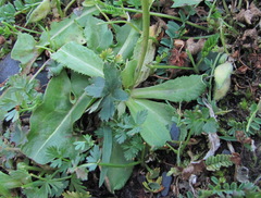 Primula auriculata