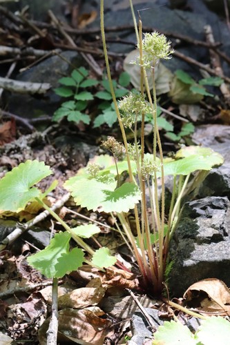 Micranthes manchuriensis, photograph 1