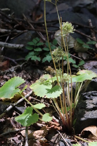 Micranthes manchuriensis, photograph 2