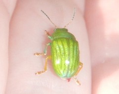 Calomela pallida