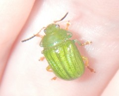 Calomela pallida