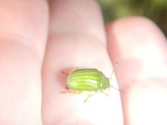 Calomela pallida