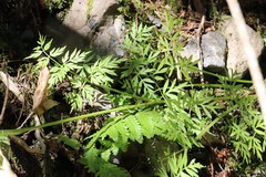 Ostericum maximowiczii