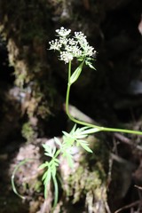 Ostericum maximowiczii