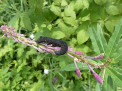 Proserpinus flavofasciata