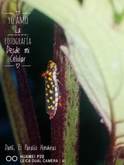 Paraulacizes thunbergi