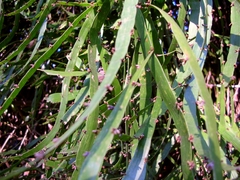 Muehlenbeckia platyclada