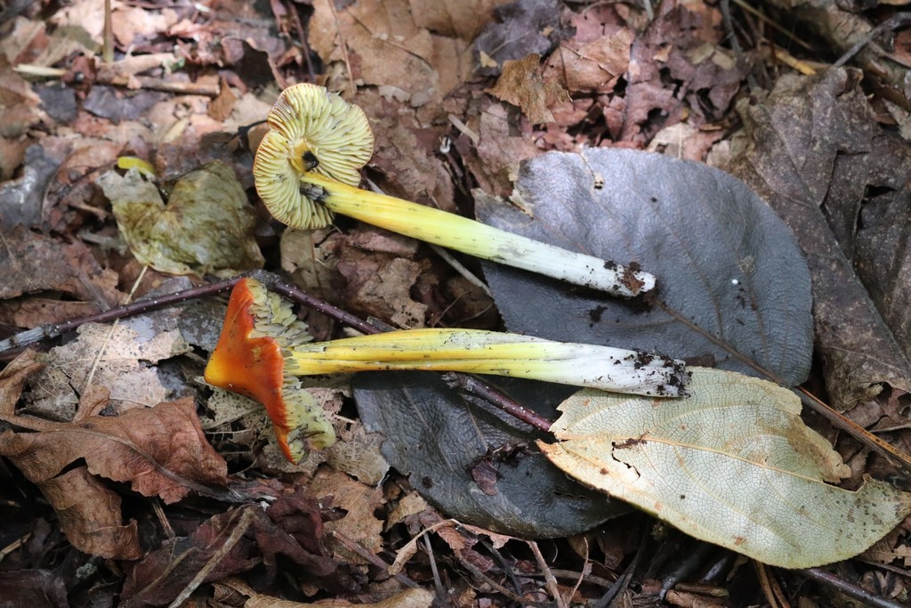 Hygrocybe conica · September 2021 · photo: © ninacourlee (iNaturalist, cc-by)