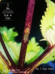 Paraulacizes thunbergi