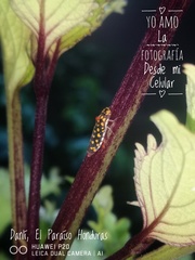 Paraulacizes thunbergi