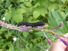 Proserpinus flavofasciata