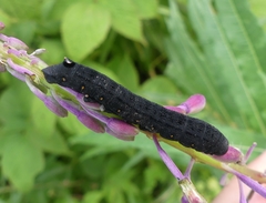 Proserpinus flavofasciata