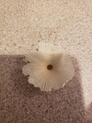 Leucocoprinus fragilissimus image