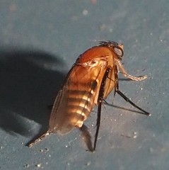 Hirotophora multiseriata