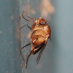 Hirotophora multiseriata