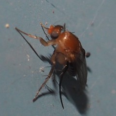 Hirotophora multiseriata