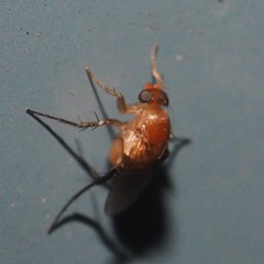 Hirotophora multiseriata