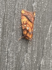 Papaipema leucostigma