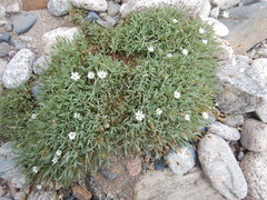 Stellaria altimontana