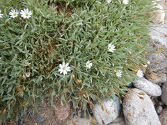 Stellaria altimontana
