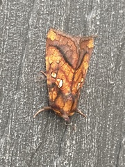 Papaipema leucostigma